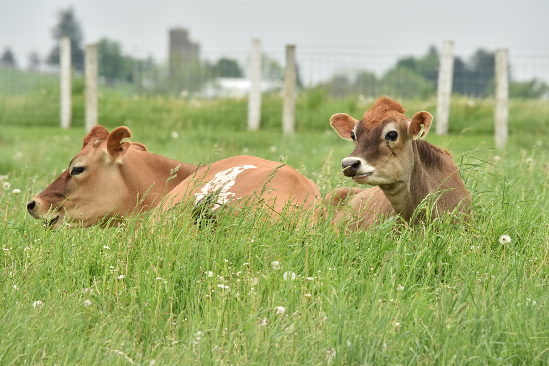 Are Rubber mat good option for livestock?