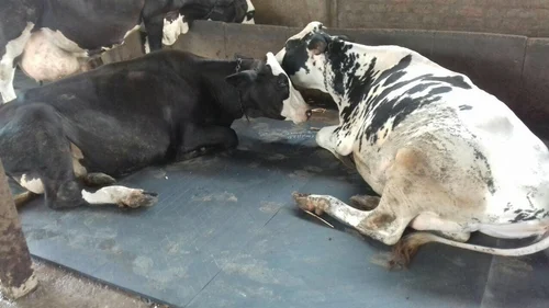 Dairy Farm Efficiency with Animal Mats: Diamond Top Rubber Mats